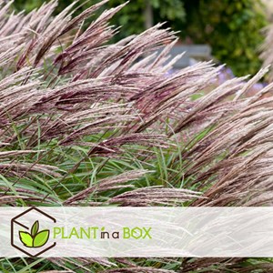 Miscanthus red chief herbe ornementale