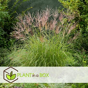 Miscanthus red chief herbe ornementale
