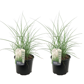 Miscanthus kleine silberspinne herbe x2