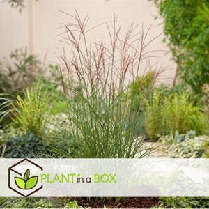 Miscanthus kleine silberspinne herbe x2