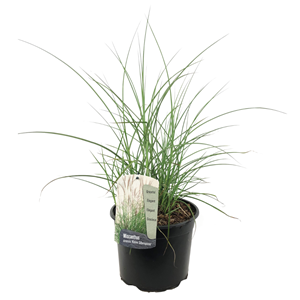 Miscanthus kleine silberspinne herbe