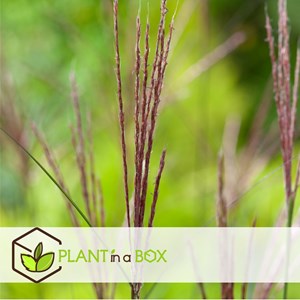 Miscanthus kleine silberspinne herbe