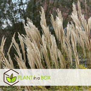 Miscanthus kleine silberspinne herbe