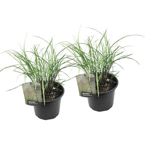 Miscanthus gracilimus herbe  - 2