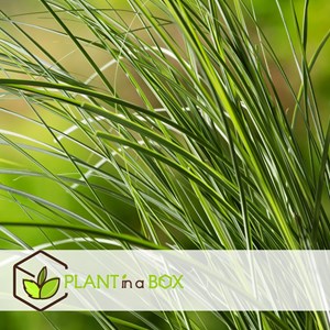 Miscanthus gracilimus herbe  - 2