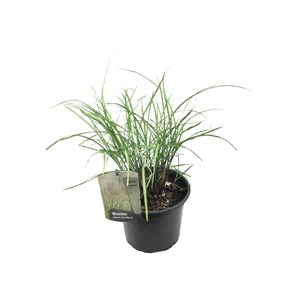 Miscanthus gracilimus herbe ornementale