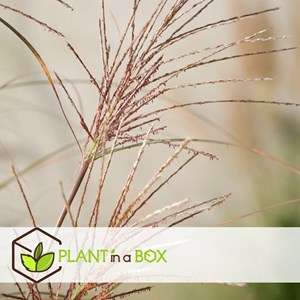 Miscanthus gracilimus herbe ornementale