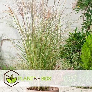 Miscanthus gracilimus herbe ornementale