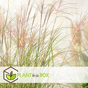 Miscanthus gracilimus herbe ornementale