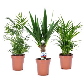 Mini palmmix  - areca, chamaedorea yucca