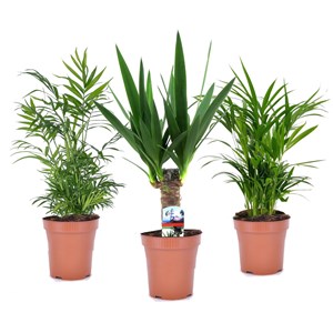 Mini palmmix  - areca, chamaedorea yucca