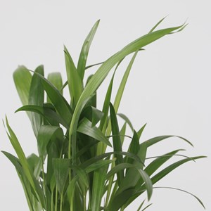 Mini palmmix  - areca, chamaedorea yucca