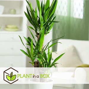 Mini palmmix  - areca, chamaedorea yucca