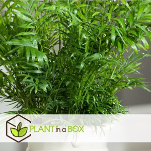 Mini palmmix  - areca, chamaedorea yucca