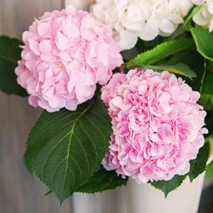 Hydrangea teller roze - 3