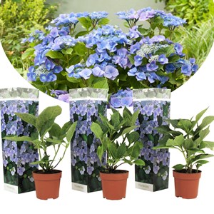 Hortensia teller blue - 3