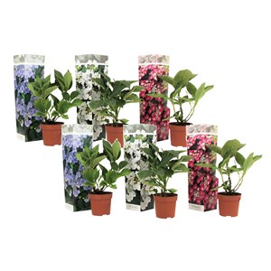 Hortensia teller - 6