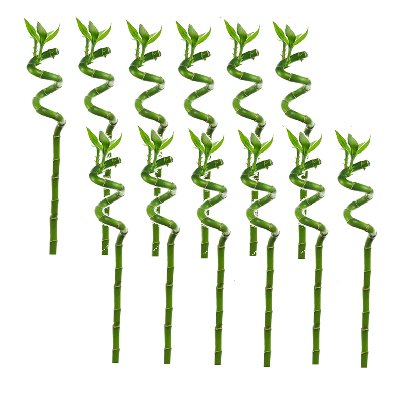 Lucky bamboo tiges - 12