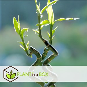 Lucky bamboo tiges - 12