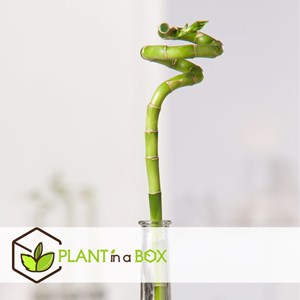 Lucky bamboo tiges - 12