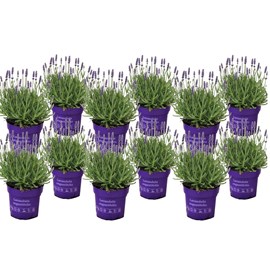 Lavande arbustive - 12