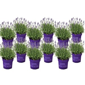 Lavande arbustive - 12