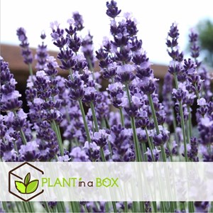 Lavande arbustive - 12