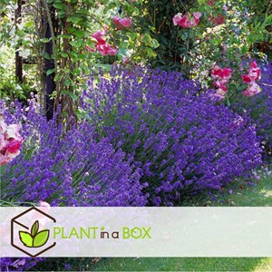 Lavande arbustive - 6