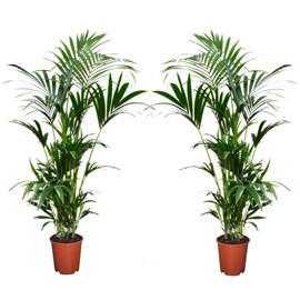Kentia indoor palm - 2