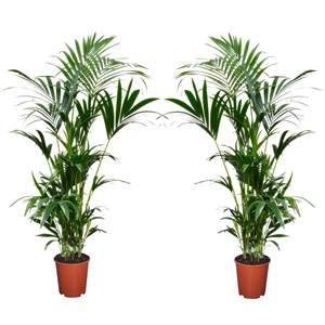 Kentia indoor palm - 2