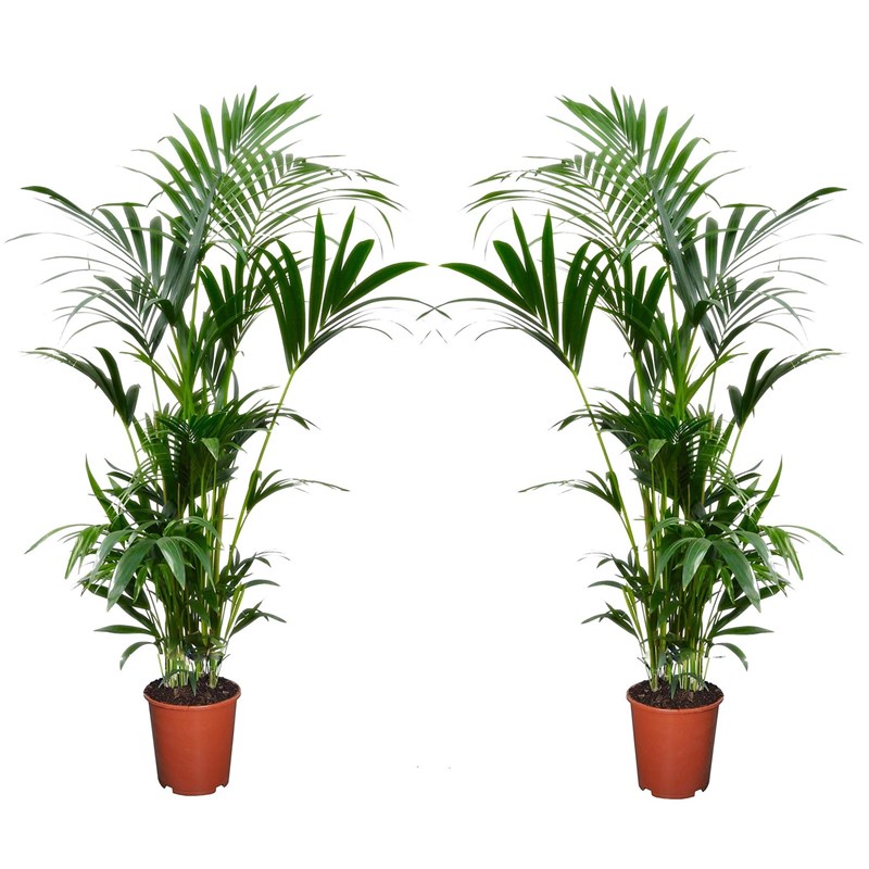 Kentia indoor palm - 2