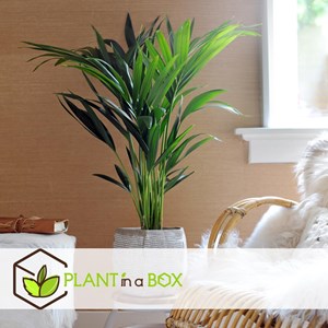 Kentia indoor palm - 2