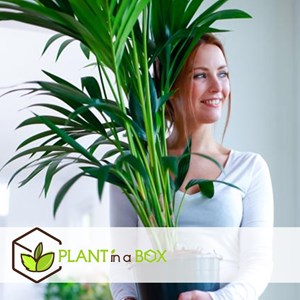 Kentia indoor palm - 2