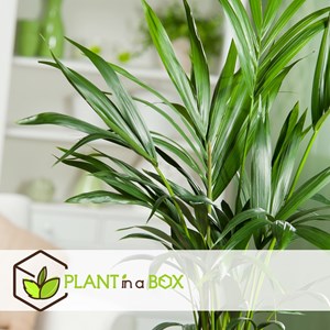 Kentia indoor palm - 2