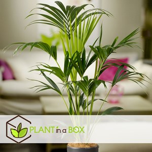 Kentia palmier dintérieur