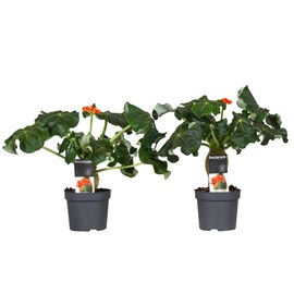 Jatropha podagrica - 2