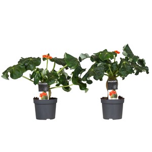 Jatropha podagrica - 2