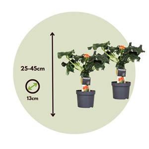 Jatropha podagrica - 2