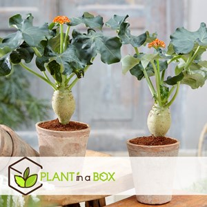 Jatropha podagrica - 2