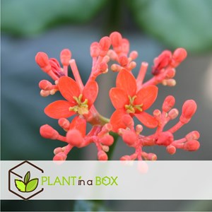 Jatropha podagrica - 2
