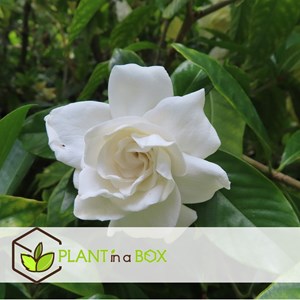 Gardenia jasminoides - 4