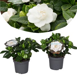 Gardenia jasminoides - 2