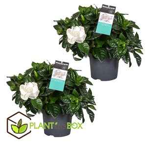 Gardenia jasminoides - 2