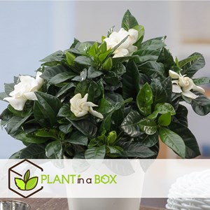 Gardenia jasminoides - 2