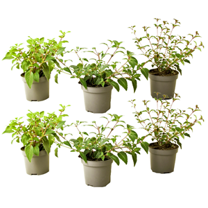 Fuchsia - x6