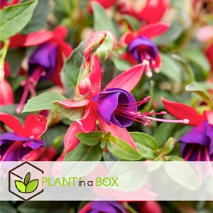 Fuchsia - x6