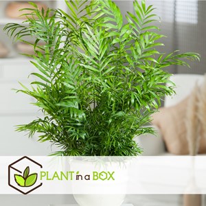 Mini palmier dintérieur - 4