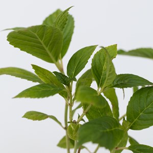Hydrangea macrophylla blanc - 6