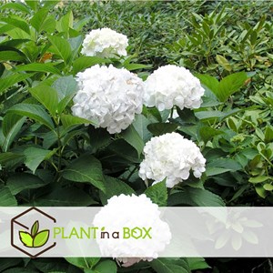 Hydrangea macrophylla blanc - 6