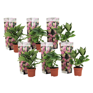 Hydrangea macrophylla rose - 6